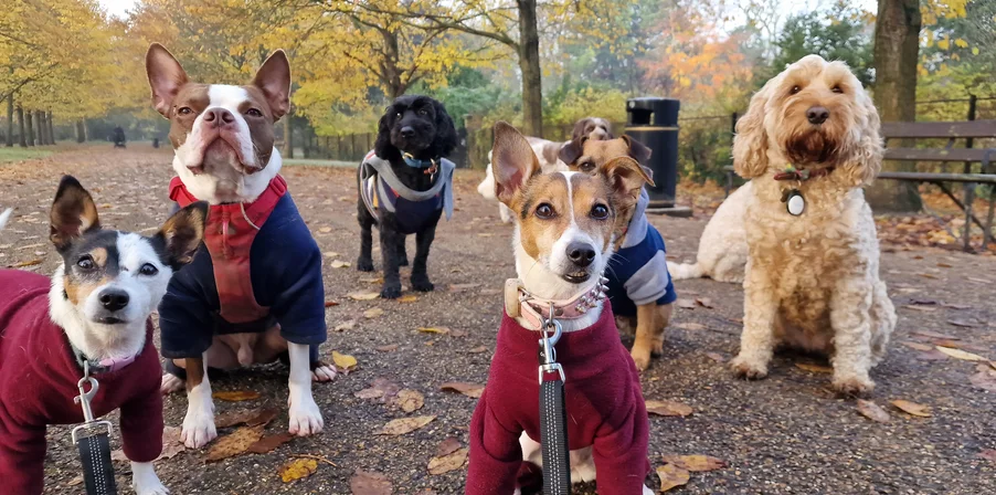 pleins de chiens en balade