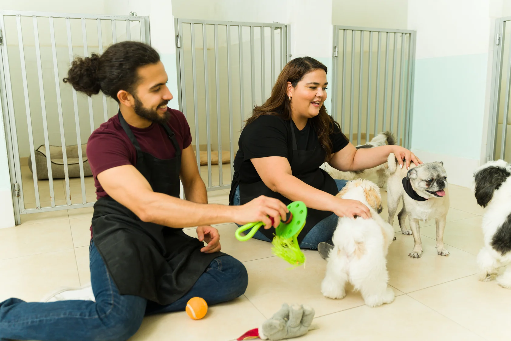 personne assise qui jouent avec des chiens de petites tailles