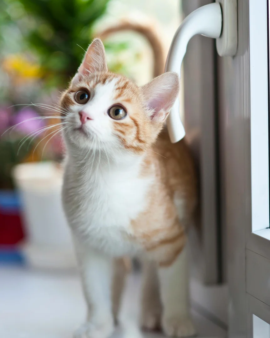 plusieurs images de chiens ou de chats