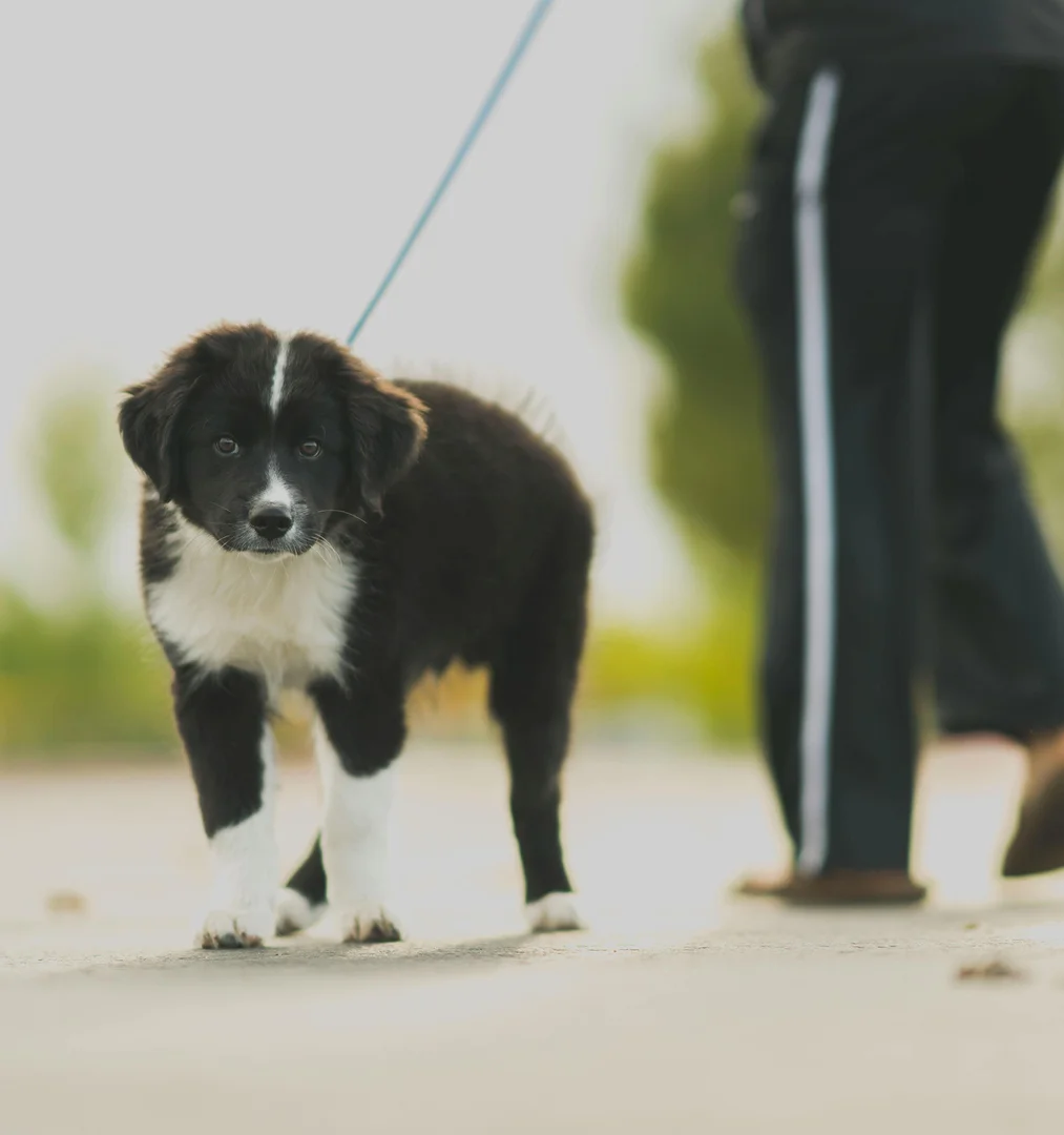 plusieurs images de chiens ou de chats