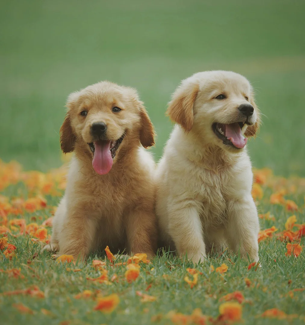 plusieurs images de chiens ou de chats
