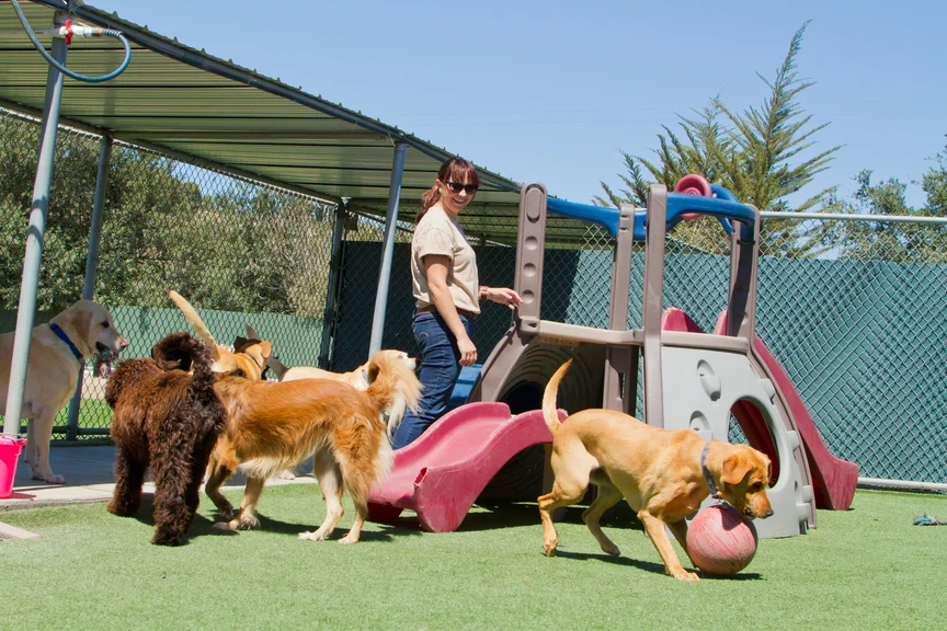 chiens jouant dans une plaine de jeux