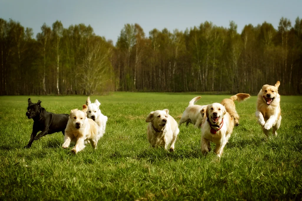 chiens courant dans l’herbe